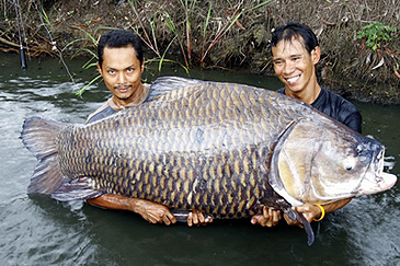 631_Fishing Adventures Thailand_Giant Siamese Carp_Catlocarpio siamensis.jpg